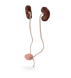 Female Urinary System Anatomy