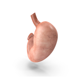 Human Stomach