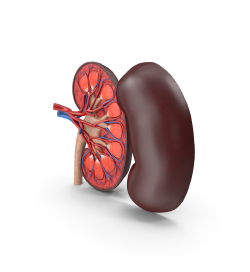 Kidney Cross-Section